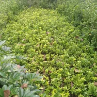 فروش شمشاد طلایی و سبز