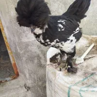جفت مرغ و خروس کوشین