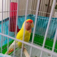 طوطی برزیلی نر سالم و خوشرنگ|پرنده|لنگرود, |دیوار