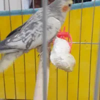 عروس هلندی ماده|پرنده|فردیس, نگارستان|دیوار