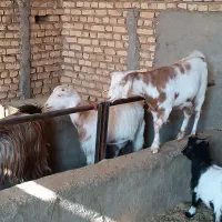 بز چاق جوون|حیوانات مزرعه|پیشوا, |دیوار