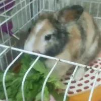 واگزاری یک خرگوش مینی لوپ نر|موش و خرگوش|نسیم‌شهر, |دیوار