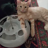 گربه نارنجی سفید