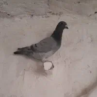 معاوضه (کفترمسافتی)