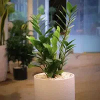 زامفولیا با گلدان سرامیکی|گل و گیاه طبیعی|مشهد, نیروی هوایی|دیوار