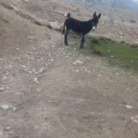 یک رس ماده خر دوسال ب فروش می رسد