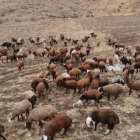 بره ماده شیشک|حیوانات مزرعه|زاغه, |دیوار