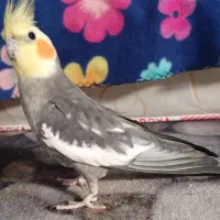 عروس هلندی نر