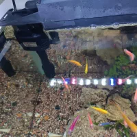 فروش اکواریوم|ماهی|بانه, |دیوار