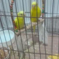 مرغ عشق|پرنده|مسجد سلیمان, |دیوار