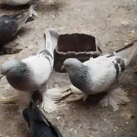 کفتر کاغذی|پرنده|تبریز, |دیوار