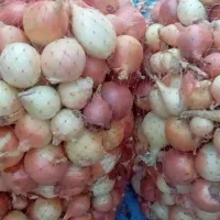 فروش ۲۰۰ ۳۰۰کیلو پیاز درجه یک|عمده‌فروشی|اسدآباد, |دیوار