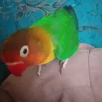 طوطی کوتوله برزیلی نر