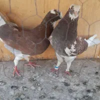 کفتر . کبوتر پرشی با ظمانت|پرنده|تهران, بیسیم|دیوار