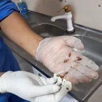 سم پاشی .سوسک کابینت.موریانه .ساس وسایر حشرات