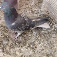 کبوتر تخت دم سفید|پرنده|نجفآباد, کشاورز|دیوار