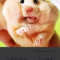 همستر لپی سوری طلایی|موش و خرگوش|تهران, تهرانسر مرکزی|دیوار