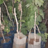 فروش نهال گلدانی مویز