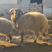 قوچ درجه یک