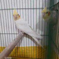 عروس هلندی|پرنده|رامشیر, |دیوار