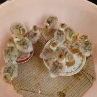 جوجه بوقلمون بوربون آلمانی|حیوانات مزرعه|سیلاخور, |دیوار