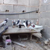 12عدد کبوتر رنگی|پرنده|جهرم, |دیوار