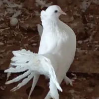 کبوتر دمچتری اصیل