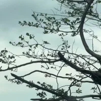 ضامن میخوام برای وام ازدواج