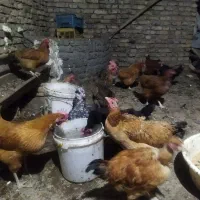 مرغ خروس محلی