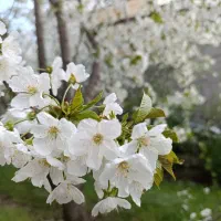 فروش باغ کشاورزی