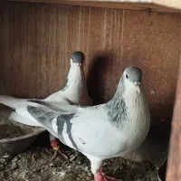 جفت ساده سبز و خال