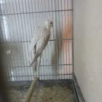 عروس هلندی البینو|پرنده|نسیمشهر, |دیوار