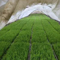 توم هاشمی پدر بابایی