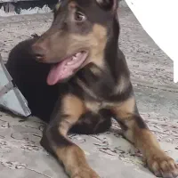 دوبرمن خالص بلوطی واکسی پدرمادر اصیل شاه توله|سگ|بروجرد, |دیوار