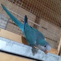 راهب
