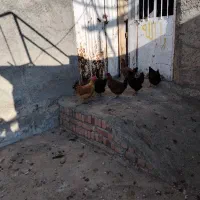 مرغ محلی|حیوانات مزرعه|مریوان, |دیوار