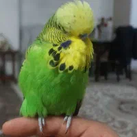 مرغ عشق انگلیسی گریدa