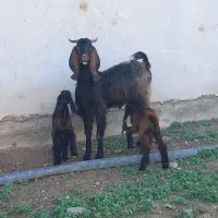 گوسفند بز بزغاله چاتمه|حیوانات مزرعه|سیمین شهر, |دیوار