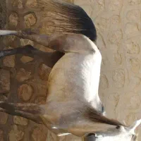 فروش اسب نوه شاهزاده سین|اسب و تجهیزات اسبسواری|فسا, |دیوار