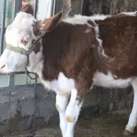 گوساله سیمینتال|حیوانات مزرعه|زرنه, |دیوار