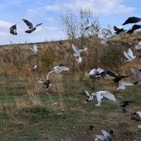 کبوتر|پرنده|اهر, |دیوار