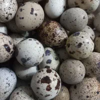 تخم بلدرچین نطفه دار