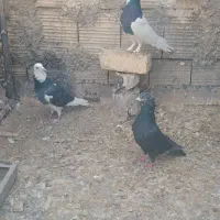 کفتریاکبوتر|پرنده|شیراز, ماه فیروزان|دیوار