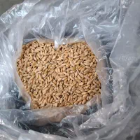 گندم قرمز اعلا