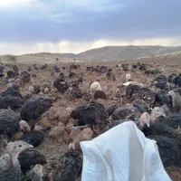 حیوانات ومزرعه|حیوانات مزرعه|کاغذکنان, |دیوار