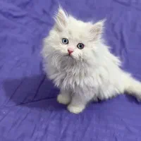 واگذاری بچه گربه ۲ ماهه|گربه|ارومیه, |دیوار