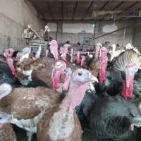 تخم نطفه دار بوقلمون از نژاد مرغ و خروس سنگین وزن|حیوانات مزرعه|سیرجان, |دیوار