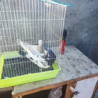 یک جفت سار سرکله دار
