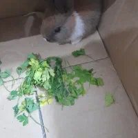 خرکوش مینیاتوری