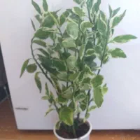 گل اپارتمانی زیبا قیمت مناسب